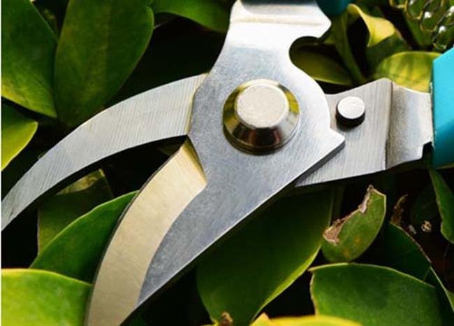 Garden Shears Small