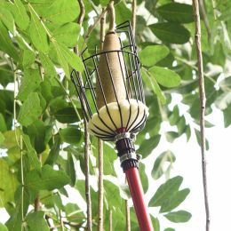 למה אני צריך לשים לב כשקוטפים תפוחים?