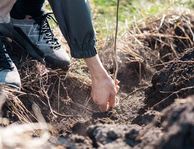 צעדים שובבים לחפור דרך שורשים