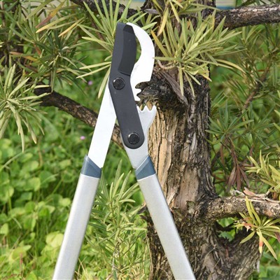 הכלי הטוב ביותר לגיזום ענפים הוא מעקפים